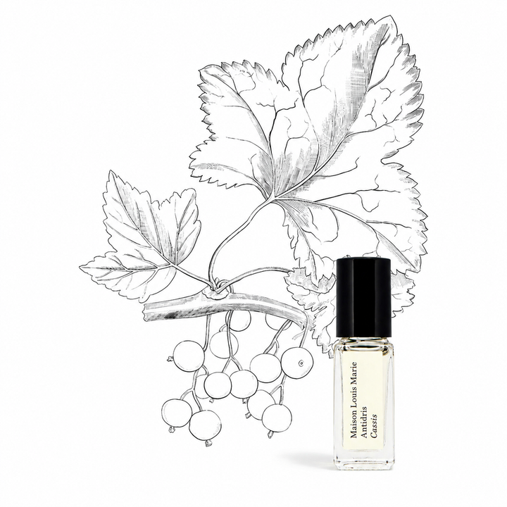 Antidris Cassis Perfume Oil